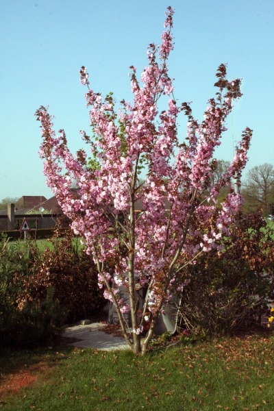 Prunus_Kanzan