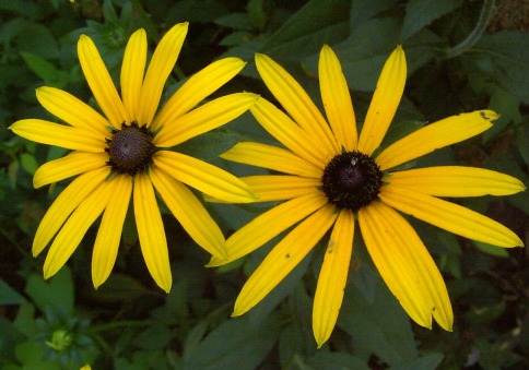 rudbeckia goldsturm